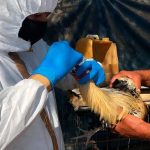 Registra influenza aviar AH5N2 de alta patogenicidad una unidad de traspatio de Michoacán