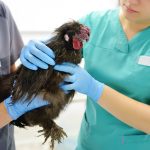 Preocupa a la Organización Mundial de la Salud la propagación de gripe aviar