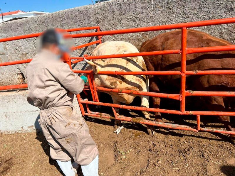 Ganado con clembuterol en Pueblo Nuevo