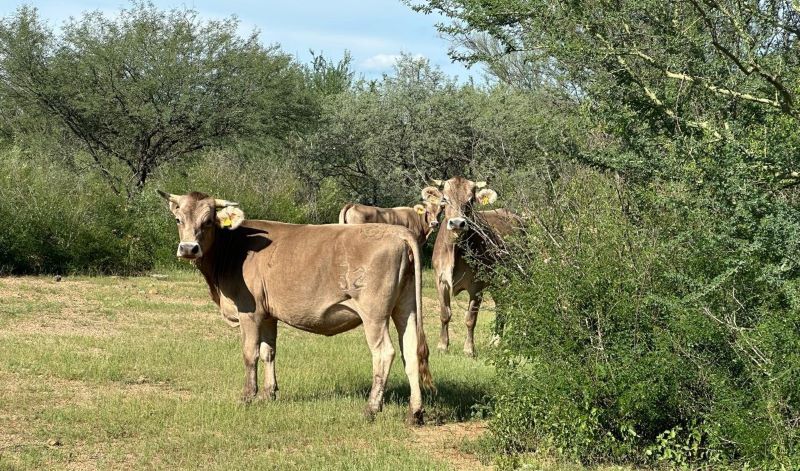 Ganado