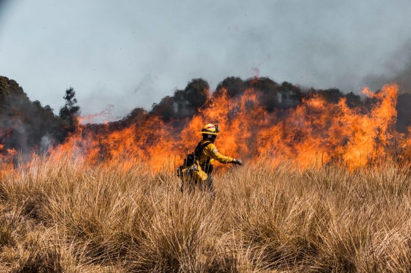 Incendios forestales