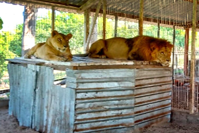 Leones asegurados