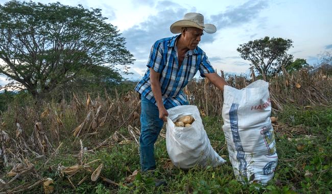 Pequeños productores agrícolas