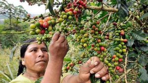 Producción de café