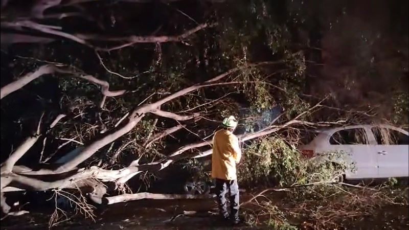 Árboles derribados León 1