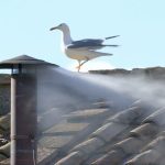 Humo blanco: Hay nuevo Papa