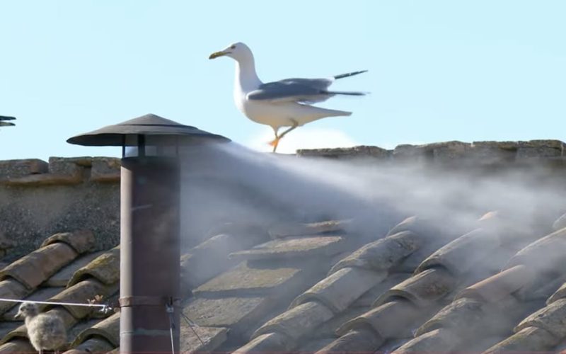 Humo blanco