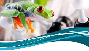 Ranas, de la medicina tradicional a nuevos fármacos