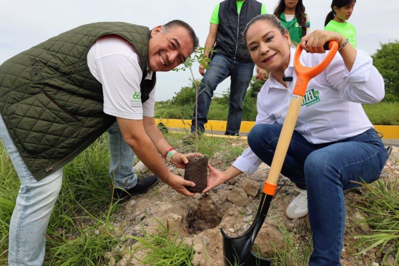 Plantación de arbolillos
