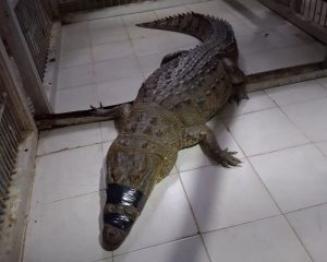 Cocodrilo capturado y reubicado