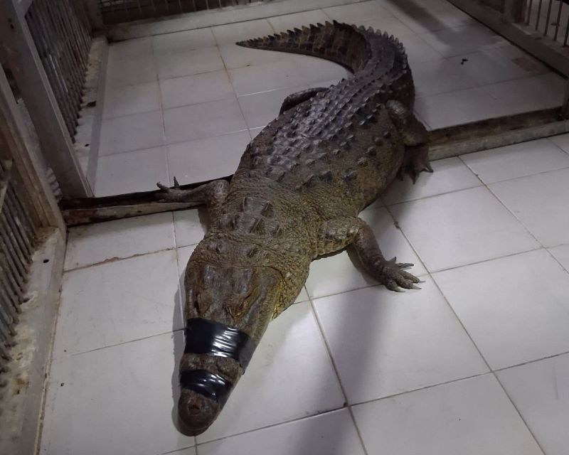 Cocodrilo capturado y reubicado