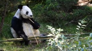 La panda gigante Xin Xin cumple 35 años de haber nacido en Chapultepec