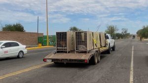 Traslado de animales