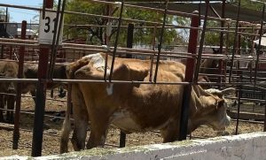 Vacas gusano barrenador