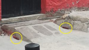 Hallazgo atefacto explosivo en Guanajuato capital