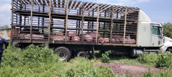 Puercos robados y recuperados