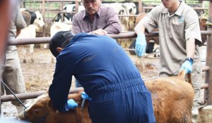 Cacitación contra el gusano barrenador