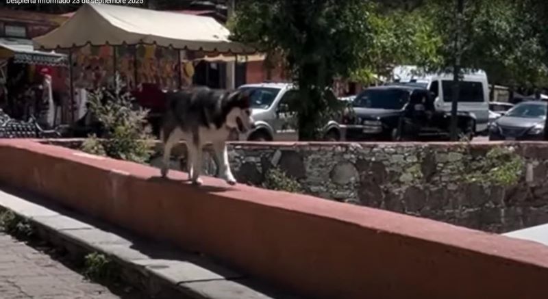 Perro mata patos