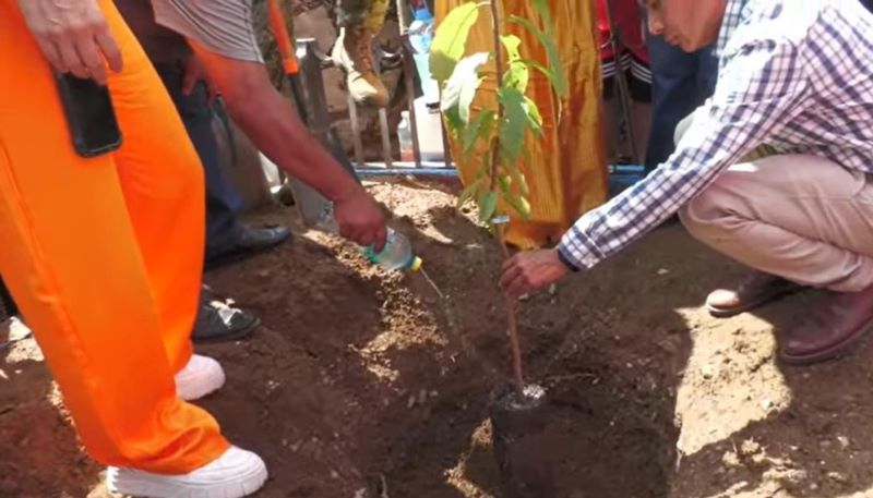 Plantación de árbol