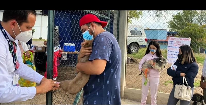 Vacunación de mascotas