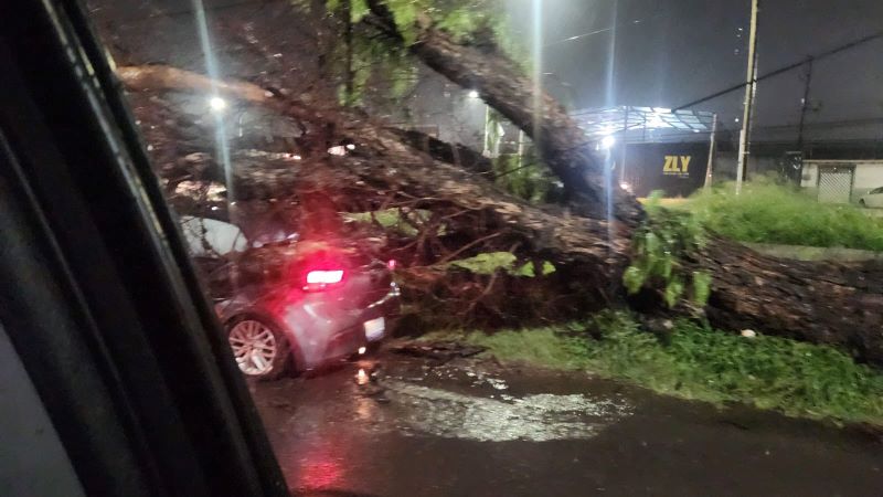 árbol caído