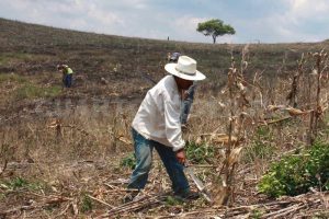 Campesinos