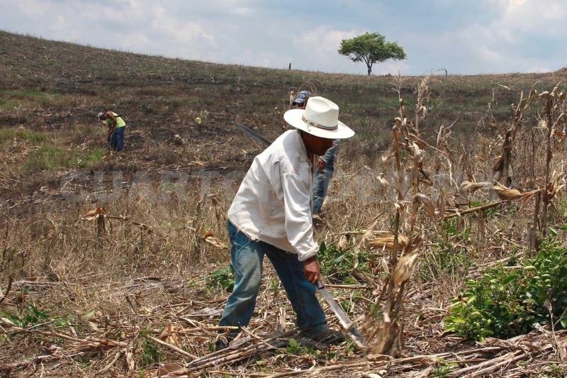Campesinos