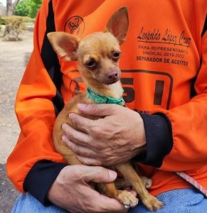 Esterilización canina
