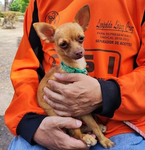 Esterilización canina