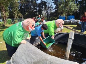 Ajolotes preliberados.