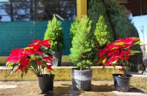 Árboles de Navidad naturales.