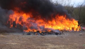 Marihuana incinerada en Sinaloa.