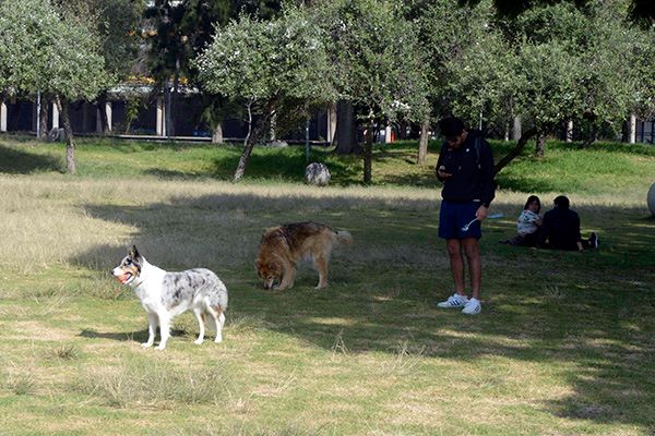 Mascotas