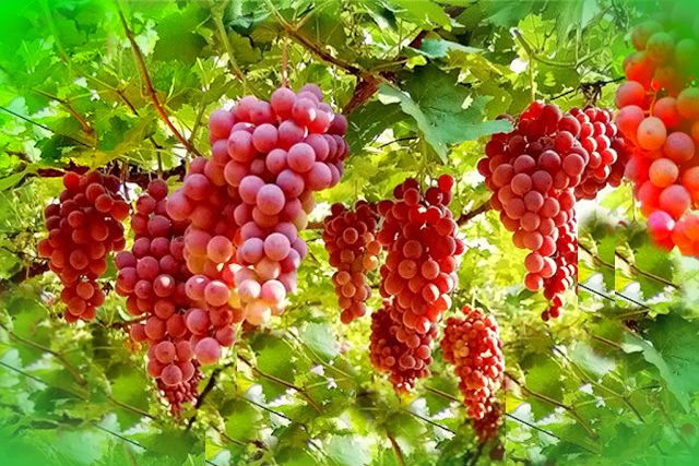 Uvas racimos