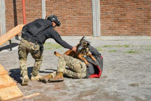 Entrenamiento canino