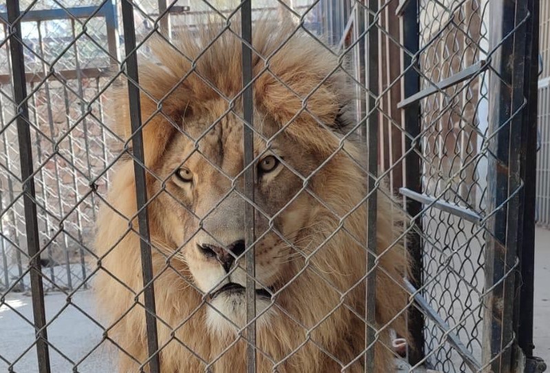 León asegurado en Celaya