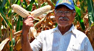 Productores de maiz.