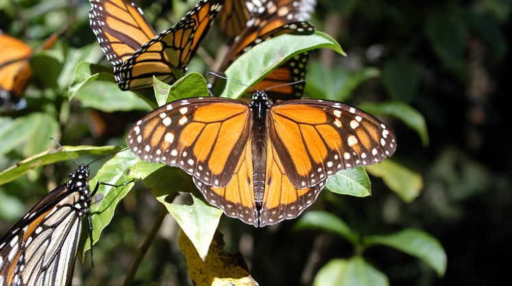 Mariposa Monarca