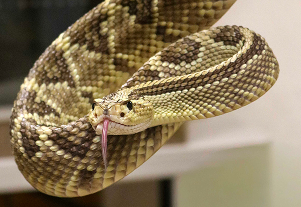Serpiente