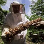 Campaña nacional para proteger la salud de las abejas y de la apicultura mexicana