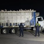 Recupera Policía Estatal de Caminos en Irapuato vehículo robado con 20 toneladas de cebolla