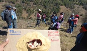 Estrategia de coordinación nacional para contener el Gusano Barrenador del Ganado