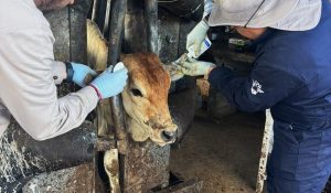 Gusano barrenador del ganado.