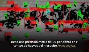 Huevecillos de mosco transmisor del dengue.