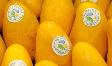 Mango de exportación