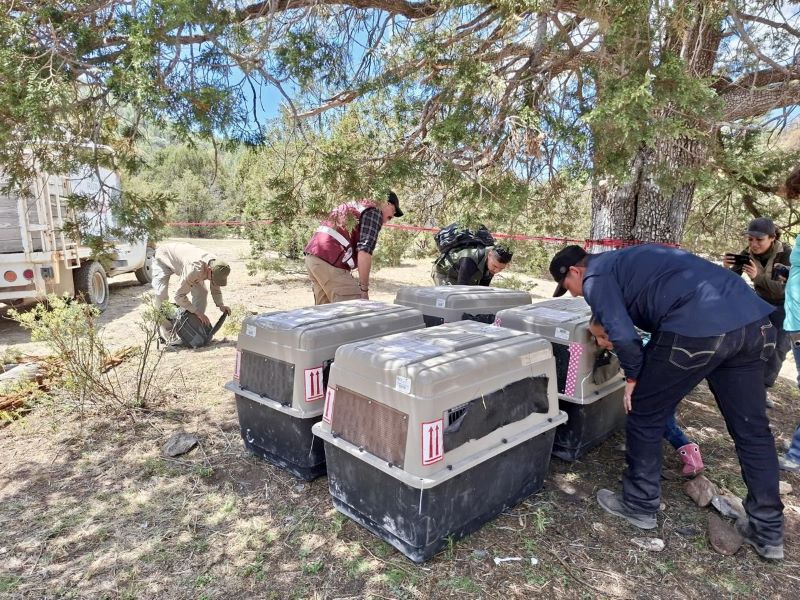 Reintroducción de lobos en Durango.