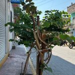 Buenos resultados de campaña de reforestación en Villagrán, pero 8 de cada 100 arbolillos sufren daños porque los maltratan