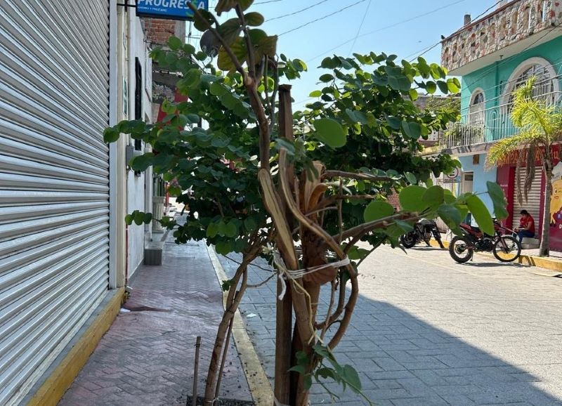 Arbolillos en Villagrán.
