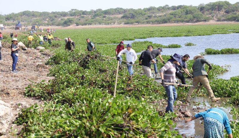 Limpieza de lirio acuático en la presa Allende.