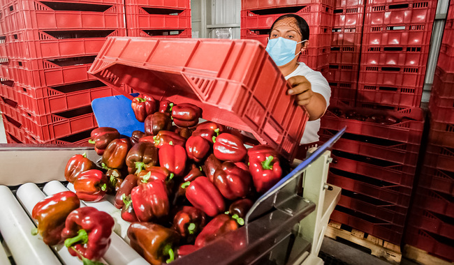 Pimiento morrón mexicano ya se exporta a Japón.
